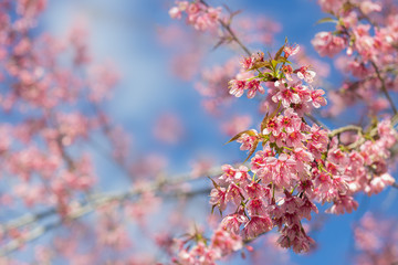 Fototapeta premium Cherry blossom Thailand