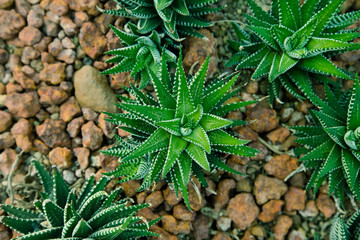 Top view of succulent plant on dirt and rock