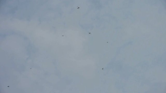 Dragonfly flying in the sky.