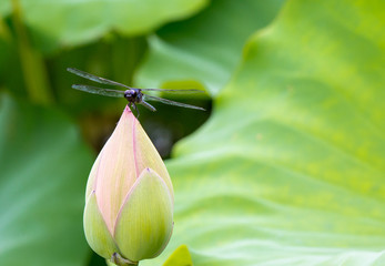 Dragonfly on Lotus blossom