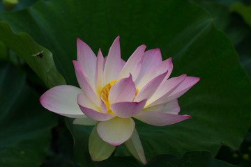 Lotus Flowers photos, royalty-free images, graphics, vectors & videos