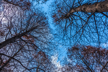Low Angle View Of Trees Growing In Forest against blue sky.
