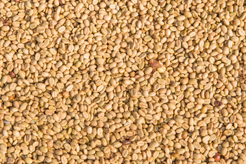 Arabica coffee beans in sunny, before roasted