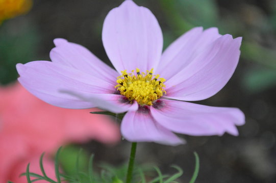 Garden Flowers