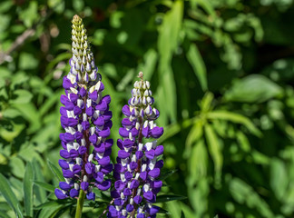 Lupine