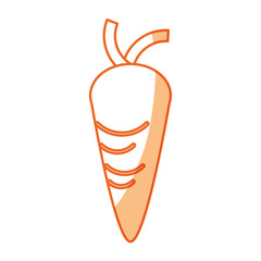 Fresh carrot vegetable