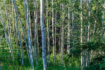 Aspens