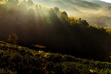 A light morning tea plantation Doi Ang Khang in Thailand.