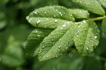 Clean transparent rain drops on green leaves of grass and bushes in the sun on a meadow for background, advertising and various designs
