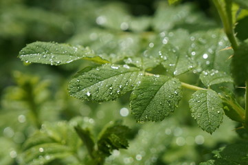 Clean transparent rain drops on green leaves of grass and bushes in the sun on a meadow for background, advertising and various designs