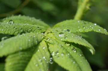 Clean transparent rain drops on green leaves of grass and bushes in the sun on a meadow for background, advertising and various designs