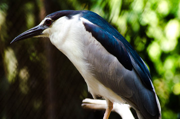 cute bird and sharp bird photo