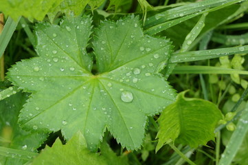 Clean transparent rain drops on green leaves of grass and bushes in the sun on a meadow for background, advertising and various designs