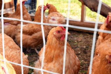 Brown Female Chicken in a Wire Cage