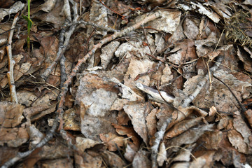 Dried Up Tree Leaves