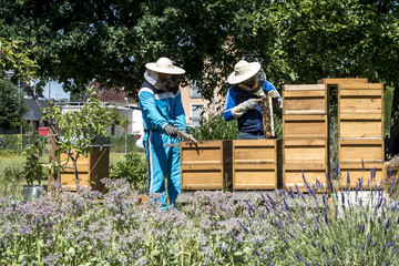 Beekeeper working in hive adds frames, watching bees. Bees on honeycombs. Frames of a bee hive....