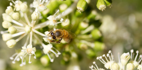 Bee collecting pollen on White flower with blurred green background photo