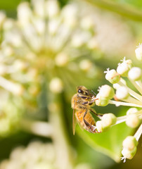 Bee collecting pollen on White flower with blurred green background photo