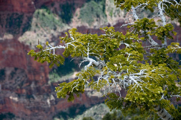 Pine tree with blurred canyon background