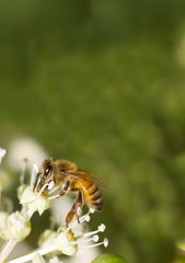 Bee collecting pollen on White flower with blurred green background photo