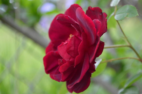 Red Rose Bloom