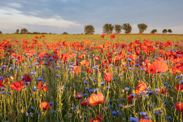 Composition of red poppies, herbs and wildflowers