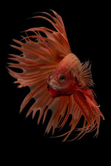 siam betta fish