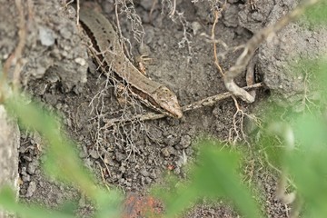Weibliche Mauereidechse (Podarcis muralis brongniardii)
