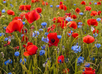 Composition of red poppies, herbs and wildflowers