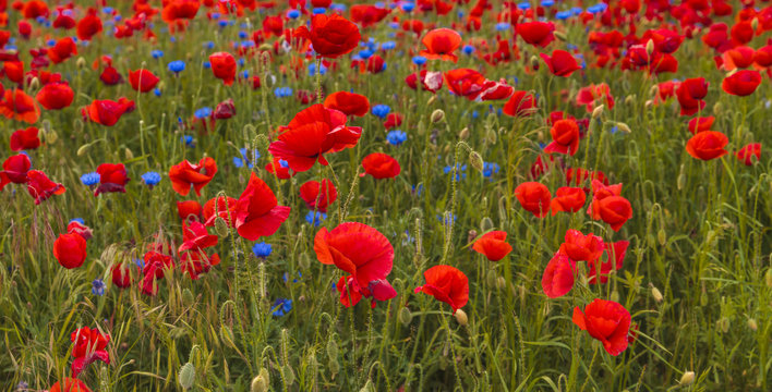 Composition of red poppies, herbs and wildflowers