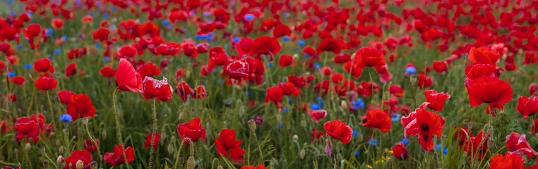 Fototapeta premium Composition of red poppies, herbs and wildflowers