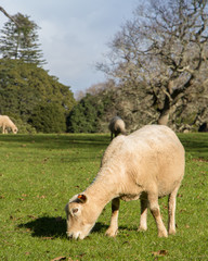 Pregnant Ewe Grazing on Grass in a Field in New Zealand in Winter