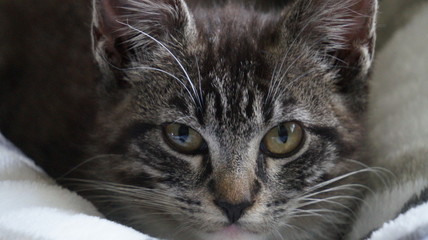 Manx Kitten close up