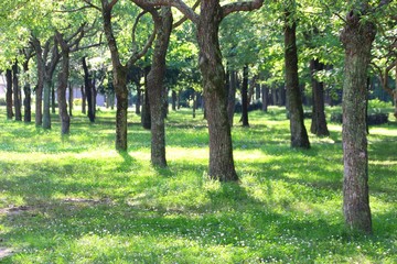 Fototapeta na wymiar 初夏の公園 