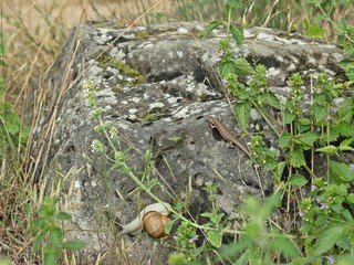 Weibliche Mauereidechse (Podarcis muralis brongniardii) neben Weinbergschnecke (Helix pomatia)