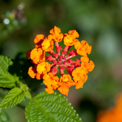 Lantana camara flowers