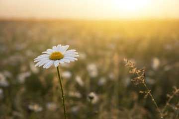 Photo gros plan d& 39 une fleur de camomille. Marguerite solitaire pendant le coucher du soleil