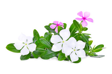 catharanthus roseus flower with green leaves isolated on white background
