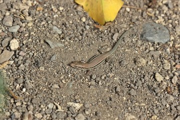 Junge Mauereidechse (Podarcis muralis brongniardii) 
