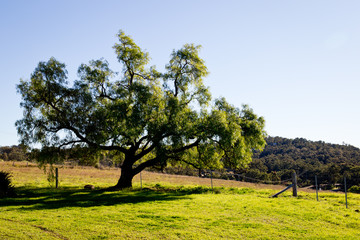 Fototapeta na wymiar Solitary tree in country field in early morning light