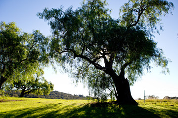 Peppercorn trees back lit by early morning sun in country