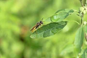 Bienenwolf (Philanthus triangulum)
