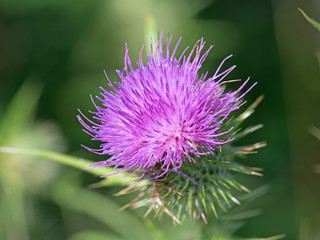 Gew&ouml;hnliche Kratzdistel, Cirsium vulgare