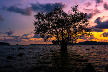 Fototapeta na wymiar Tree by the sea with the beautiful morning sun.