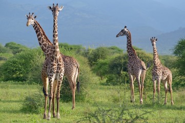 Giraffes in Savana