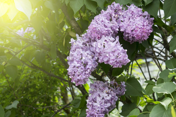 The blossoming lilac. Nature and environment.