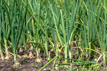 Organic vegetable garden, green onion on patch