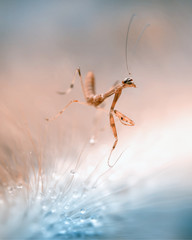 Dancing Mantis