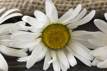 Obraz premium White camomiles on a wooden table