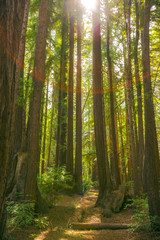 Fototapeta na wymiar Sequoia trees in Big Sur national park